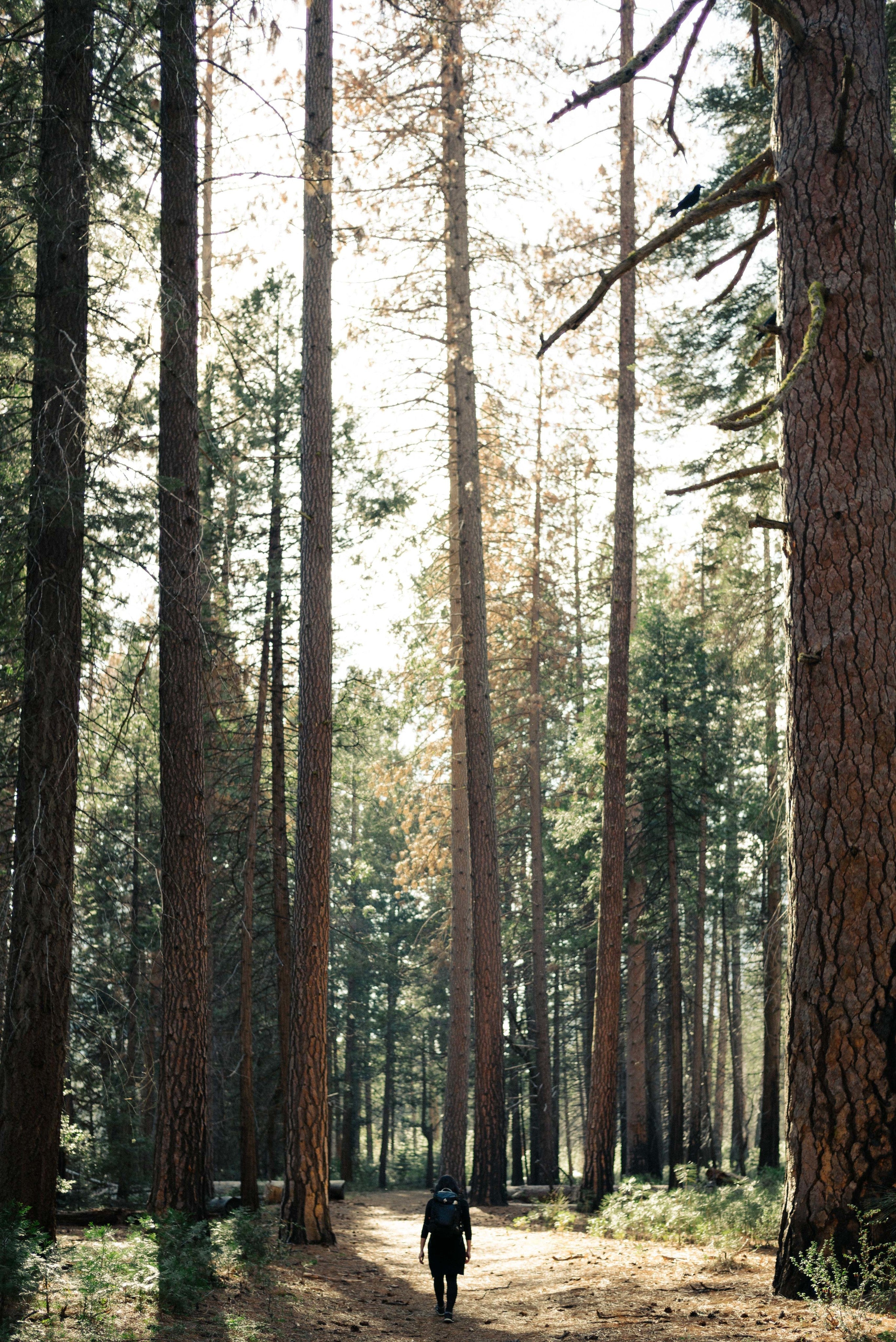 in the wilderness
